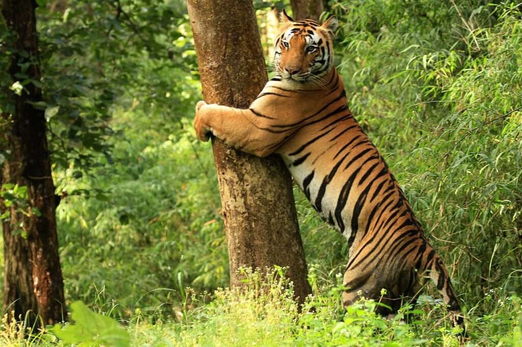 Wildlife tiger safari tour in Kanha National Park Madhya Pradesh