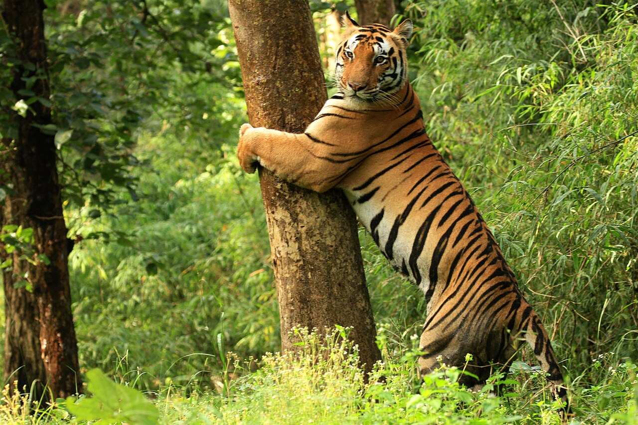 Wildlife tiger safari tour in Kanha National Park Madhya Pradesh