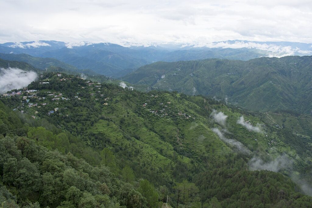 Quiet pine forest walking paths in Lansdowne Uttarakhand