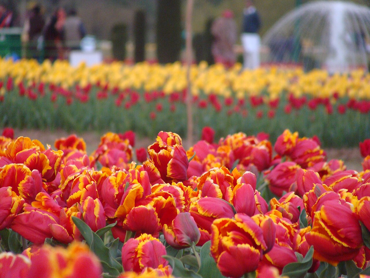 Vibrant Indira Gandhi Memorial Tulip Garden in Srinagar Kashmir