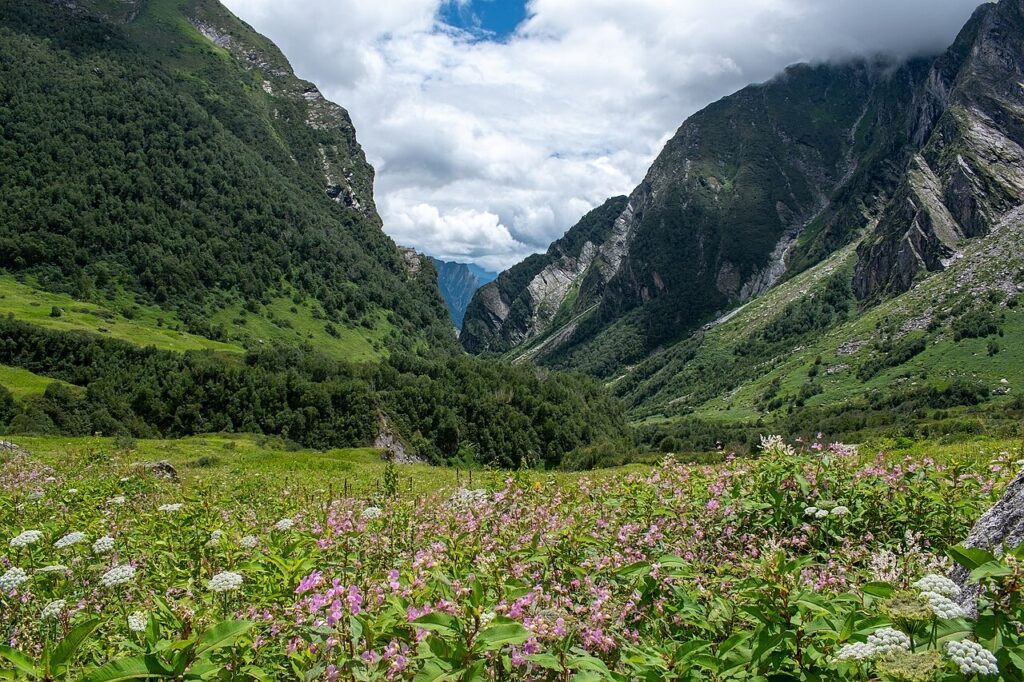 Alpine meadow alpine flowers trek in Valley of Flowers Uttarakhand