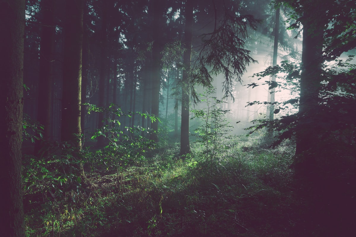 Lansdowne Honeymoon Guide: Quiet Pine Trails, Bhulla Lake & Colonial Romance