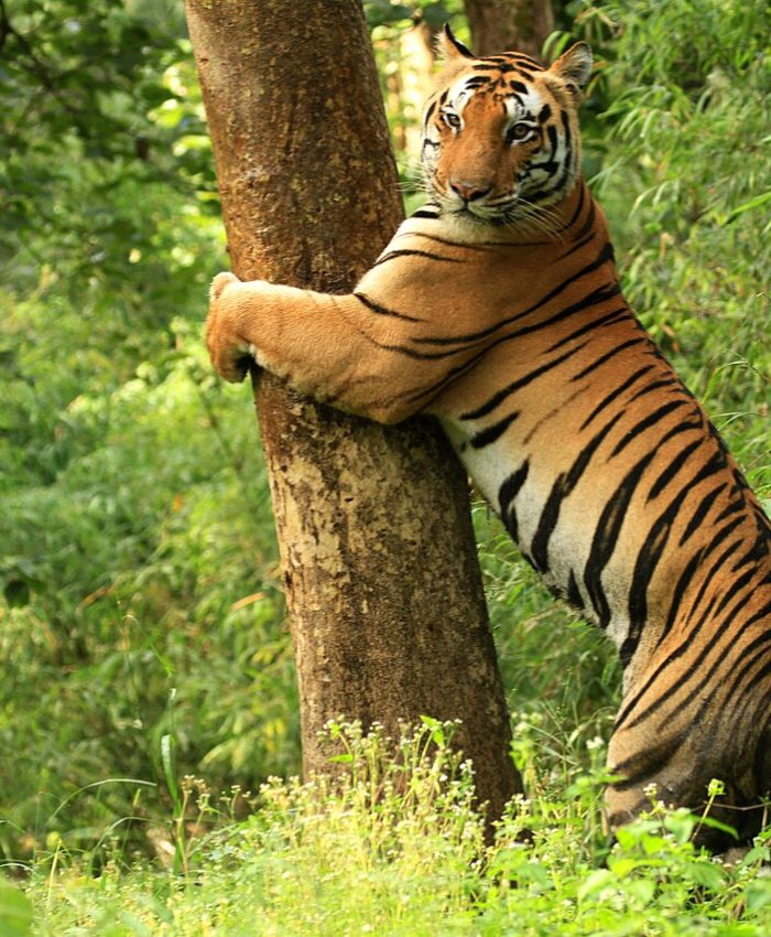 Wildlife tiger safari tour in Kanha National Park Madhya Pradesh